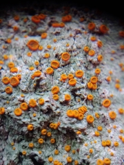 Brigantiaea leucoxantha