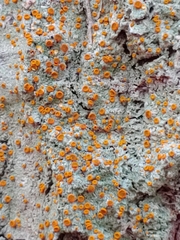 Brigantiaea leucoxantha