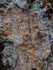 Brigantiaea leucoxantha