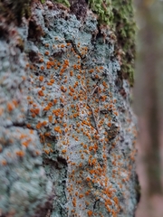 Brigantiaea leucoxantha