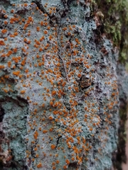 Brigantiaea leucoxantha