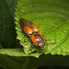Elateridae