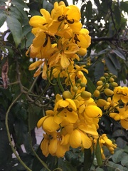 Senna viarum