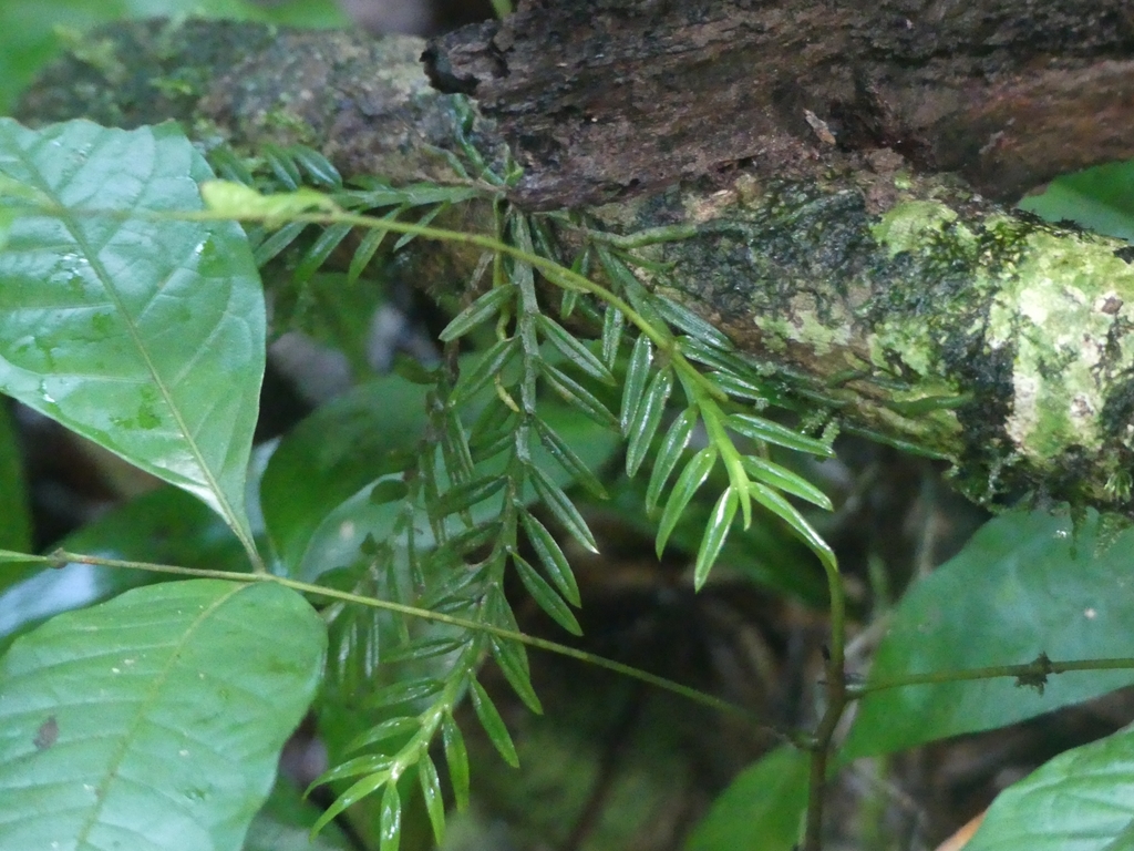 Dichaea picta