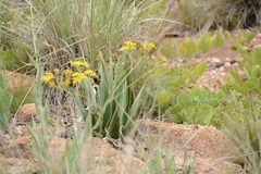 Ledebouria marginata