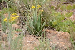 Ledebouria marginata