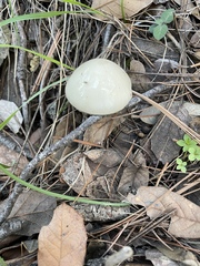 Zhuliangomyces
