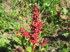 Rumex maricola