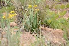 Ledebouria marginata