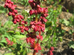 Rumex maricola