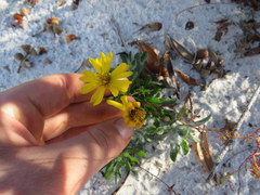Chrysopsis gossypina