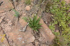 Ledebouria marginata
