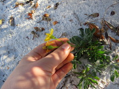 Chrysopsis gossypina