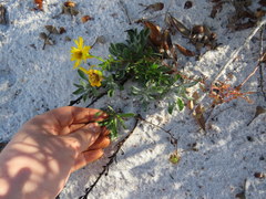 Chrysopsis gossypina