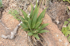 Ledebouria marginata