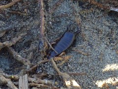 Anisolabis littorea