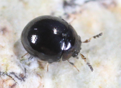 Micropsephodes lundgreni