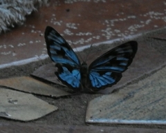 Dynamine postverta