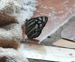 Dynamine postverta