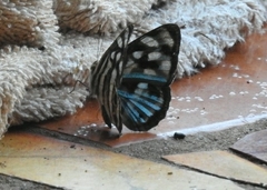 Dynamine postverta
