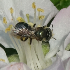 Osmia