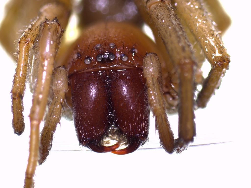 Drassodex