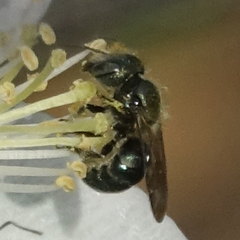 Osmia
