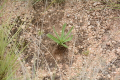 Albuca setosa
