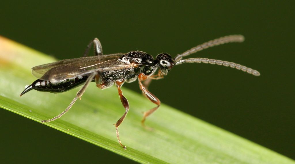 Exallonyx alticola
