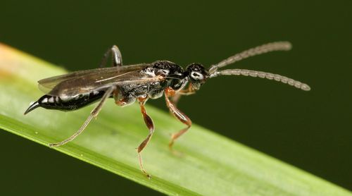 Exallonyx alticola · iNaturalist