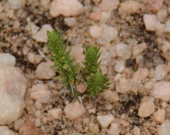 Crassula lanceolata transvaalensis