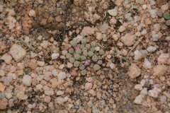Frithia pulchra