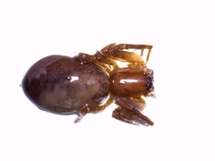 Anyphaena alboirrorata