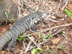 Salvator merianae