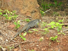 Salvator merianae