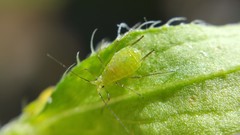 Uroleucon erigeronense