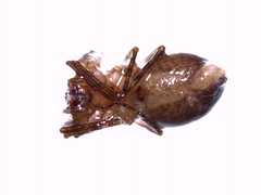 Anyphaena alboirrorata