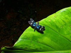 Zenithoptera fasciata