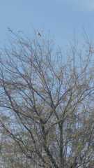 Pyrocephalus rubinus