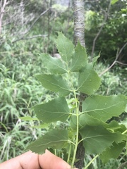 Steganotaenia araliacea