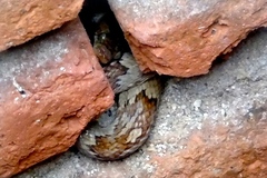 Trimorphodon paucimaculatus