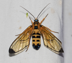 Gymnelia eusebia