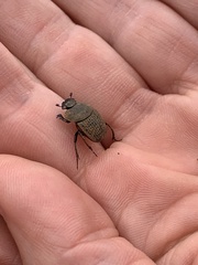 Epirinus flagellatus