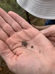 Epirinus flagellatus