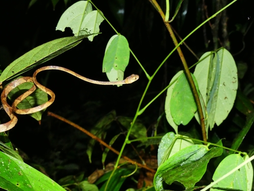 Photo of a Amazon Basin Tree Snake (Imantodes lentiferus)