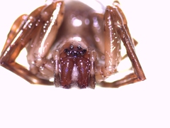 Anyphaena alboirrorata