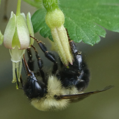 Bombus bimaculatus