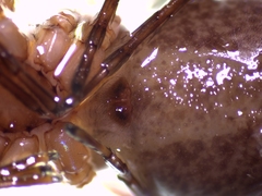 Anyphaena alboirrorata