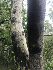 Steganotaenia araliacea