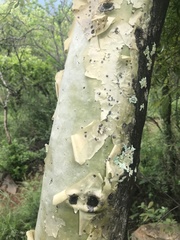 Steganotaenia araliacea